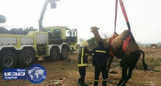 مدني ضمد ينقذ جمل سقط في حفرة صرف صحي .. صور