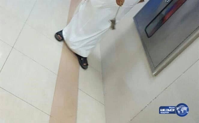 بالصور.. موظفون بمستشفى حكومي يطاردون "فئران" تتجول على أسرّة المرضى.. و"الصحة" تتدخل