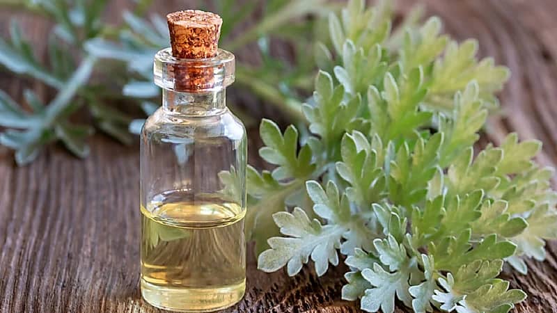 عشبة الشيح تخفف اضطرابات النوم والأرق والاكتئاب