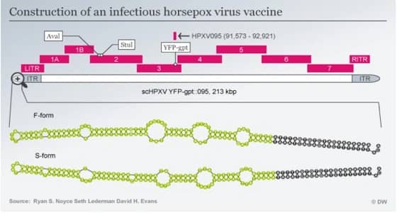 التسلسل الجيني لمرض الجدري يتعرض لانتقادات كبيرة
