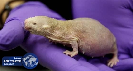 فأر " الخلد العاري " يعيش بدون أوكسجين لمدة 18 دقيقة