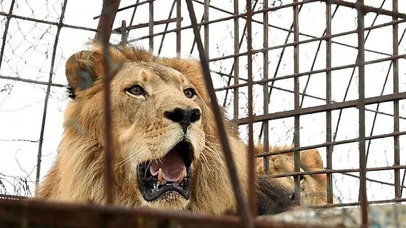 رئيس الترفيه يعلن تطوير حديقة حيوان الملز على أعلى مستوى