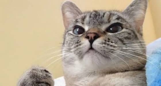 شركة طيران تدفع 50 دولار أمريكي تعويض لامرأة عن إصابة قطها