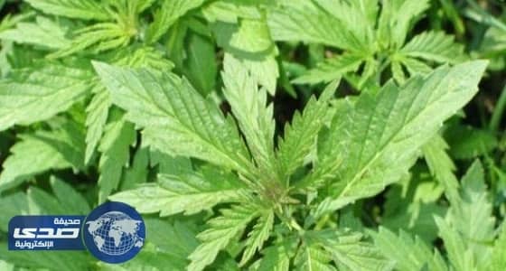 نيفادا الأمريكية تضم «الماريجوانا» لقائمة السلع الترفيهية وبيعها في المتاجر