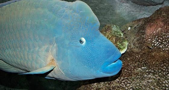 " الباسيفيك " .. أسماك تخشى المياه