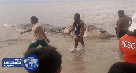 بالصور.. وحش بحري يرعب سكان جزيرة بالفلبين