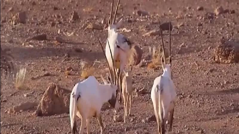 شاهد.. أول مولود للمها يبصر النور بمحمية الملك سلمان الملكية