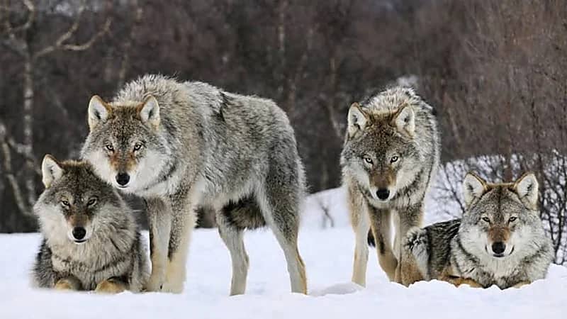 قطيع ذئاب تمزق جسد فتاة وتنهي حياتها