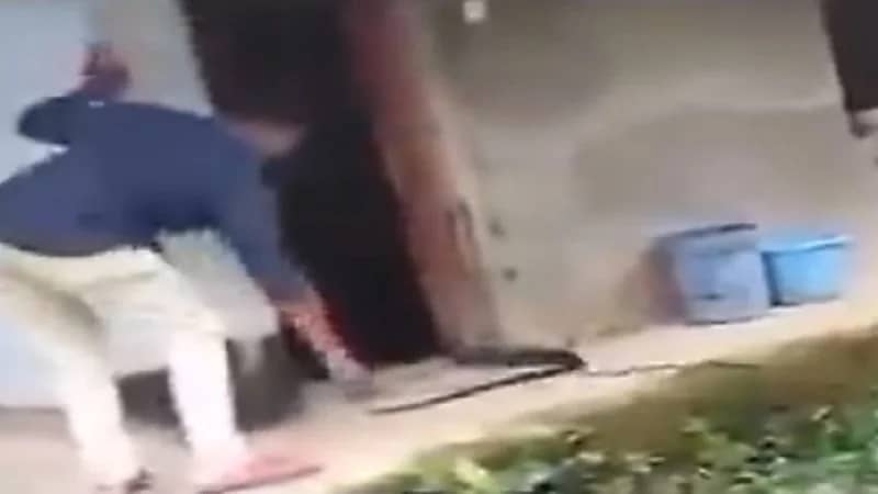 بالفيديو.. صياد ثعابين يحاول السيطرة على " كوبرا " وإخراجها من منزله