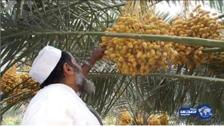 مهرجان أبها للتسوق الوجهة السياحية الاولى في عسير والاختيار الاول للأسرة والطفل للمتعة والتسوق