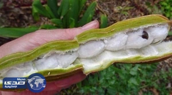 أشجار تنمو بطعم الآيس كريم في أمريكا