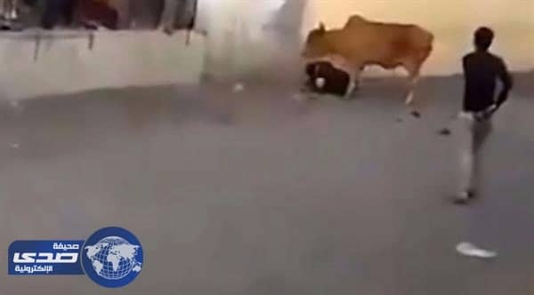 بالفيديو.. تعرض هندي لهجوم شرس من بقرة غاضبة