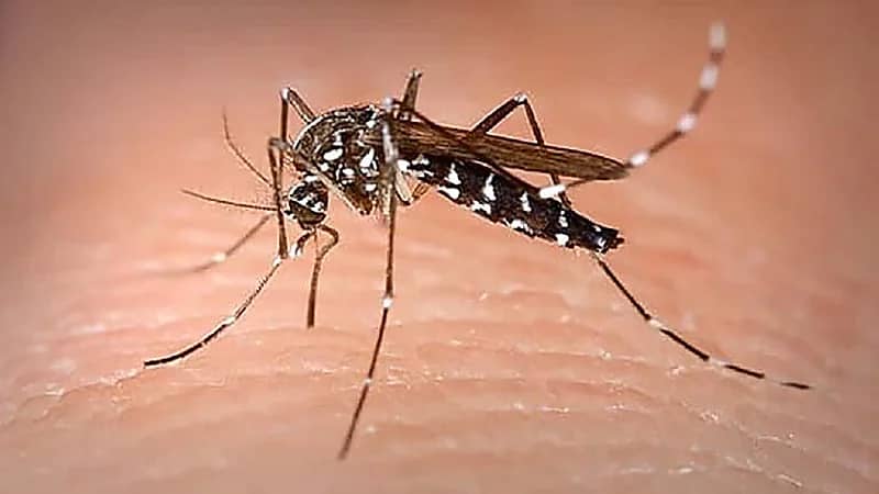 حمى الضنك تفتك بالسودانيين