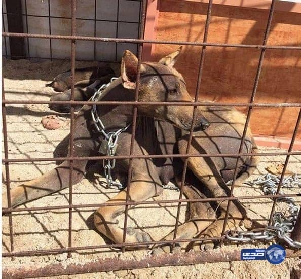 بالصور.. أسترالي يعرض منزله للبيع مجاناً على الإنترنت