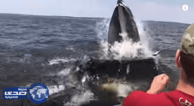 بالفيديو.. حوت ضخم كاد يلتهم قاربا خلال مطاردة لسمكة صغيرة