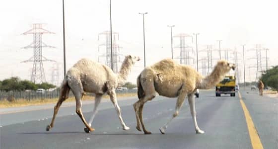 إبل سائبة تعترض سيارة وتقتل رضيعا وخادمة بحفر الباطن