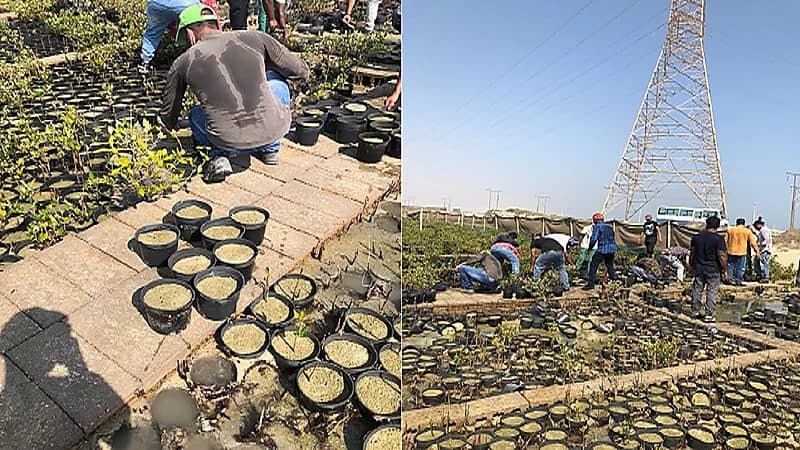 بالصور.. زراعة الشرقية تؤهل المناطق الساحلية بالمنطقة