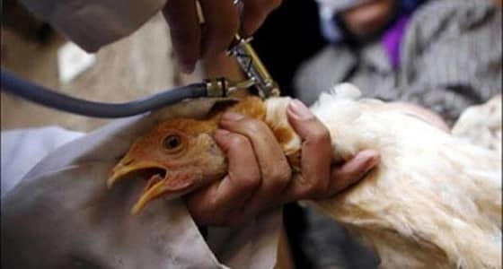 " البيئة " تعلن تسجيل إصابة بإنفلونزا الطيور H5N8 في القويعية