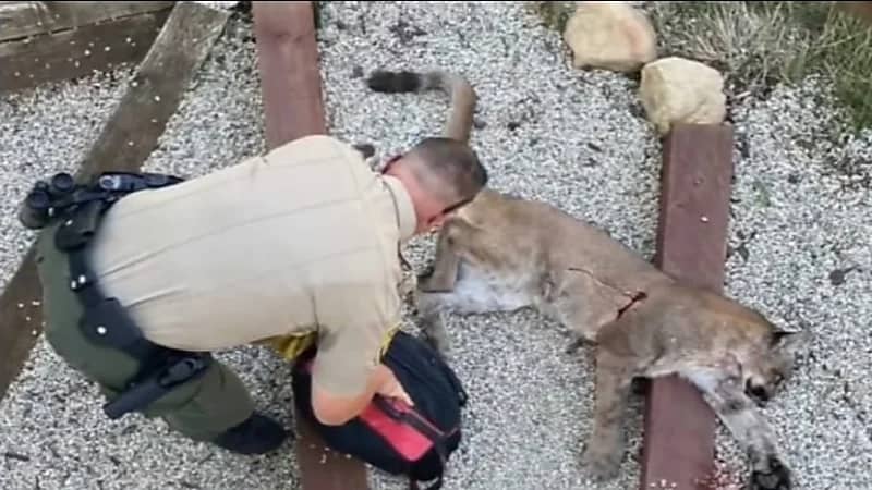 بالفيديو.. أم تدخل في صراع عنيف مع أسد لإنقاذ طفلها