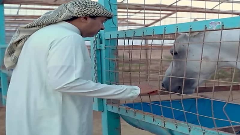 فيديو.. الزعاق يوضح العلاقة بين انخفاض درجات الحرارة والخيل