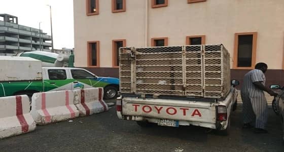 بالصور.. ضبط مواد غذائية تالفة قبل تهريبها لـ " مكة "