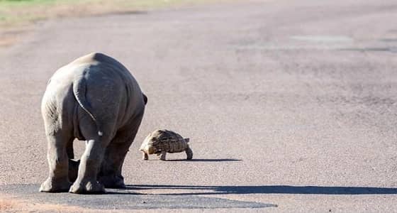 بالصور.. وحيد القرن يطارد سلحفاه لعدم تفاعلها معه