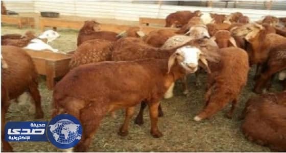 25 % ارتفاع أسعار " السواكني " بعد حظر الأغنام الصومالية