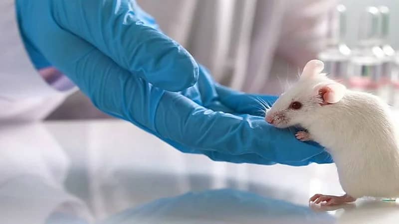 خطر كبير يواجه تايوان بسبب فأر مصاب بكورونا