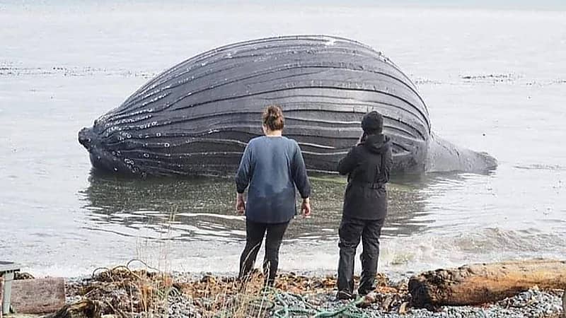 حوت منتفخ بطنه على شاطيء كولومبيا يثير جدلاً كبيرًا