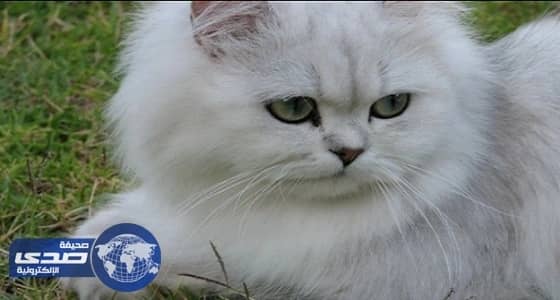 مستشفى اسكتلندي يوظف قطًا اعتاد زيارة المرضى