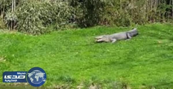 بالفيديو.. كلب شجاع يقفز بوجه تمساح