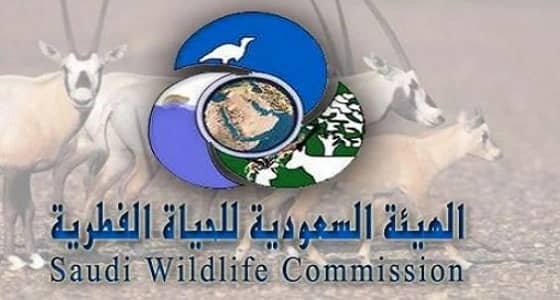 " الحياة الفطرية " تعتمد 120 محضر لمخالفين المناطق المحمية