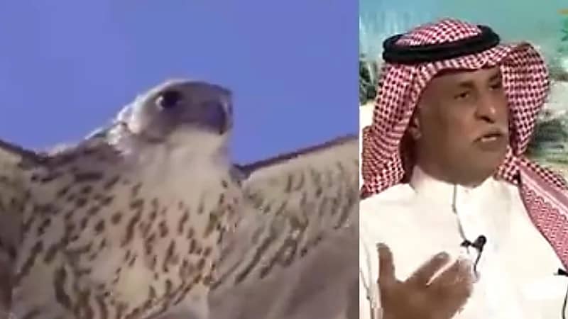 "باحث" يوضح أهمية الصقارة والمقصود بعلم البيزرة (فيديو)