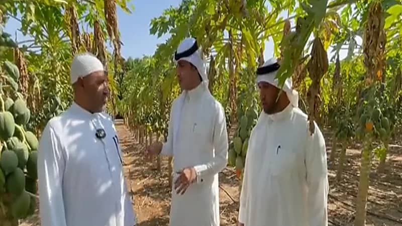 بالفيديو.. ثلاثة إخوة يزرعون " الببايا " بشكل وفير بالقطيف
