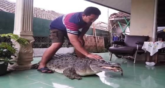 بالصور.. عائلة تربي تمساحا رغم وزنه المرعب
