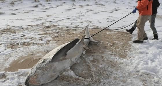العثور على 4 أسماك قرش متجمدة في شواطئ " كاب كود " الأمريكية