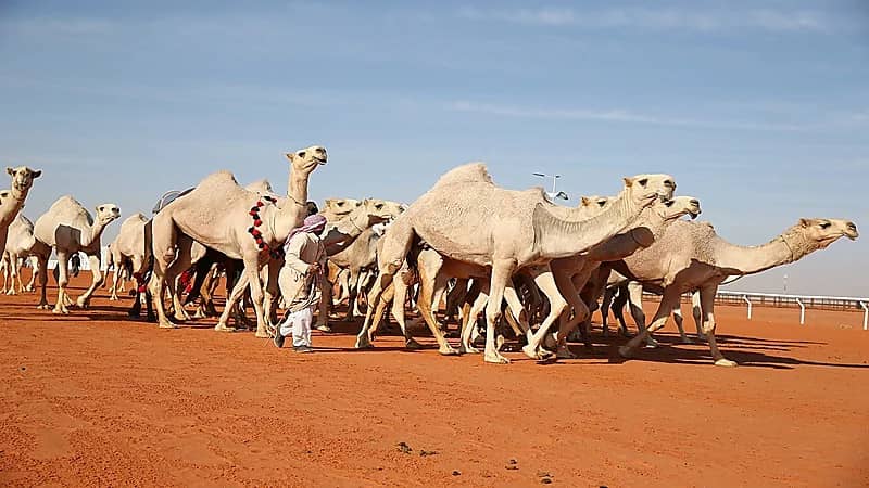 "البيئة" تعلن عن إتمام عملية الربط الإلكتروني مع نادي الإبل