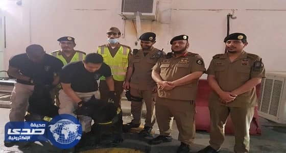  k9 تشارك قوات أمن العمرة للأسلحة والمتفجرات في تفتيش المركبات 