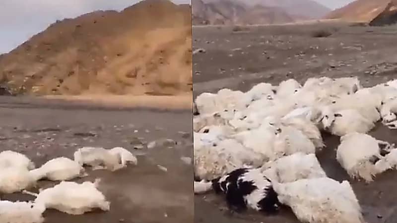 صاعقة تقضي على عامل راعي و مجموعة من المواشي في المدينة المنورة .. فيديو