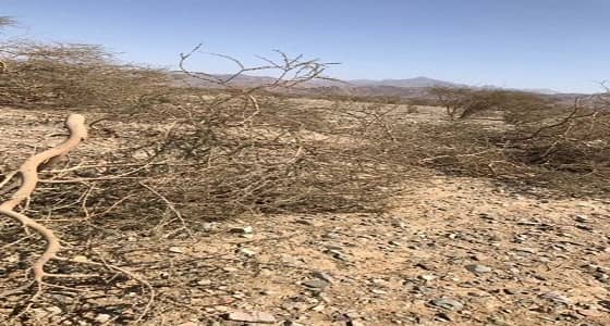 بالصور.. اعتداء على أشجار خضراء بوادي الفرع