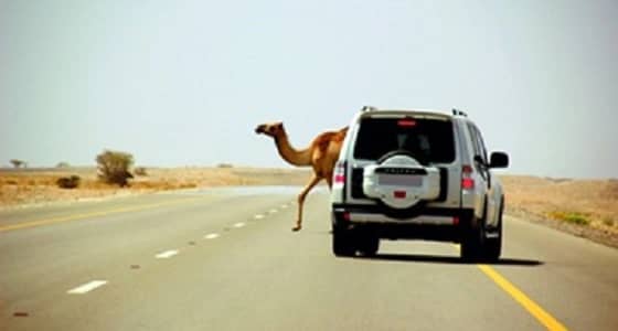 مصرع مواطن إثر اصطدام مركبته بجمل سائب