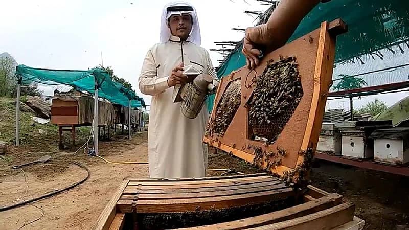بالفيديو.. مواطن يمتلك منحل عسل ينتج أكثر من 40 كيلو في الموسم