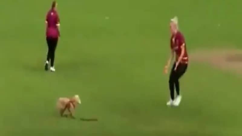 شاهد.. كلبة تقتحم أحد الملاعب وتخطف الأنظار بسرقة الكرة من اللاعبات 