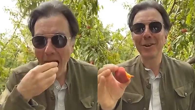 مهندس فرنسي يعبر عن إعجابه بثمار الخوخ بالقصيم: ألذ من الموجود في أوروبا .. فيديو