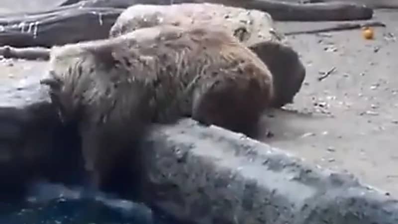 بالفيديو.. دب ينقذ غرابًا من الموت غرقًا