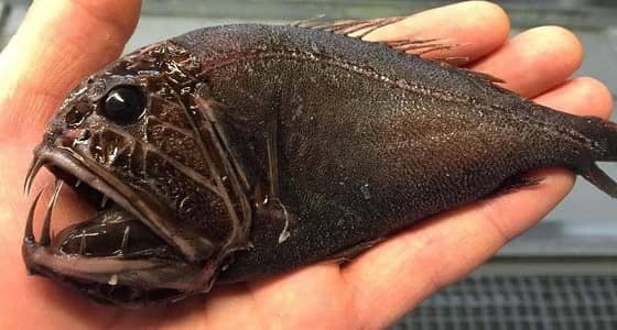 بالصور.. مخلوقات بحرية مرعبة تثير ضجة بمواقع التواصل الاجتماعي