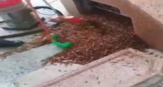 بالفيديو.. توقف مراوح مظلات المسجد النبوي بسبب الجراد