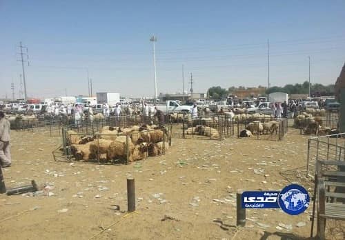 بالفيديو.. سيدة ترفع قدمها وترقص بها على متن طائرة