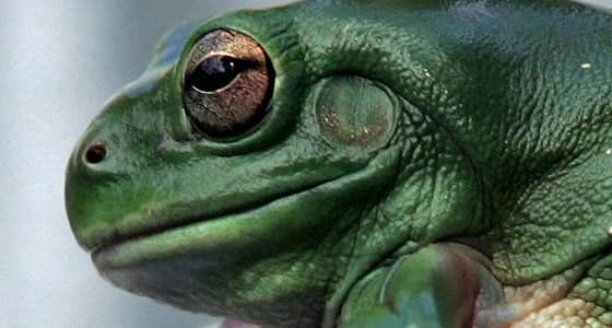 شاهد.. ضفدع بدون رأس يذهل العلماء (فيديو)