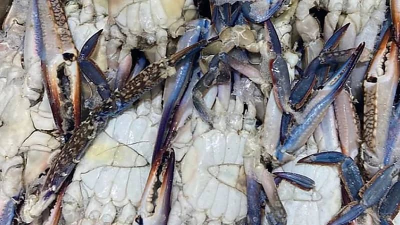 ‎التجارة : ضبط منشأة زورت صلاحية 264 طنًا من المأكولات البحرية .. فيديو